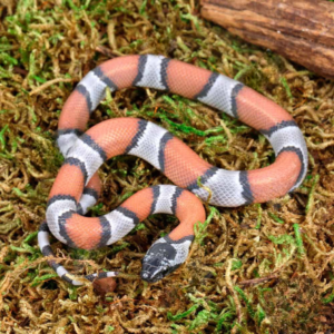 Baby High Orange Gray Banded Kingsnake For Sale