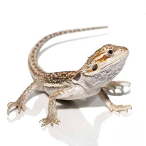 Baby Hypo Citrus Dunner Bearded Dragon For Sale