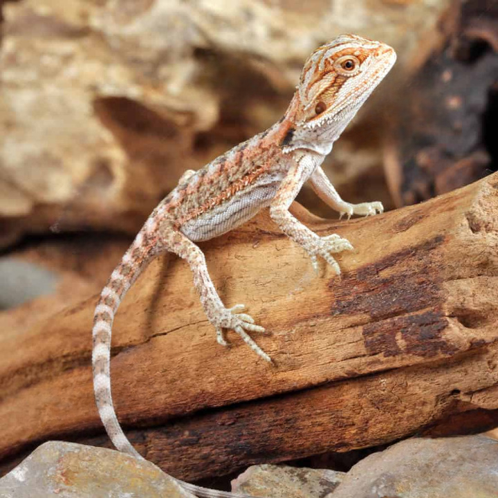 Baby Hypo Inferno Bearded Dragon For Sale