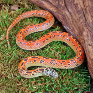 Baby Hypo Mosaic Florida Kingsnake For Sale