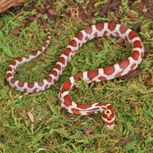 Baby Hypo Okeetee Het Anery Cornsnake For Sale