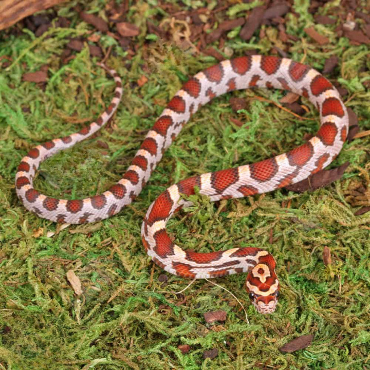 Baby Hypo Okeetee Het Anery Cornsnake For Sale
