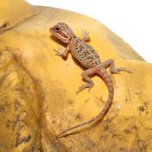 Baby Hypo Translucent Leatherback Bearded Dragon For Sale