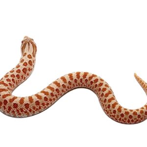 Baby Hypo Western Hognose Snake For Sale