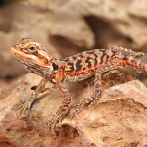 Baby Inferno Silky Bearded Dragon For Sale