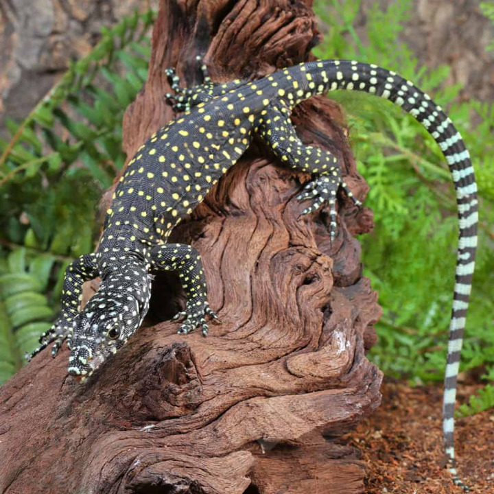 Baby Jayapura Pastel Blue Tail Monitor For Sale