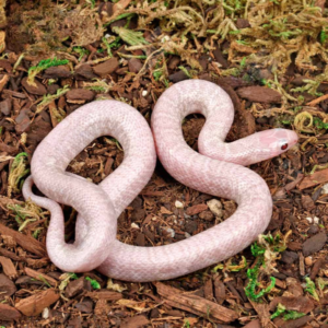 Baby Jelly Ghost Kingsnake For Sale