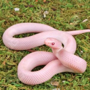 Baby Magenta Brooks Kingsnake Hypo Lavender Albino White Sided For Sale