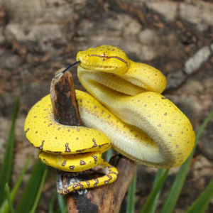 Baby Manokwari Green Tree Python For Sale