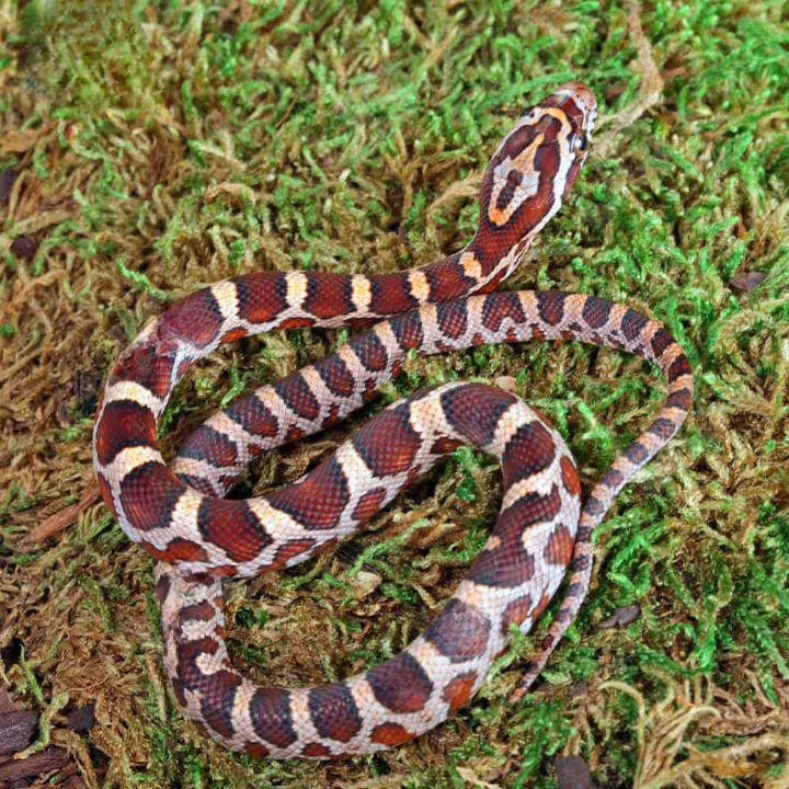 Baby Masque Het Scaleless Cornsnake For Sale