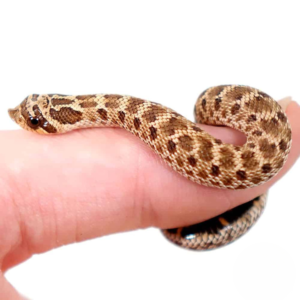 Baby Mexican Hognose Snake For Sale