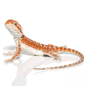 Baby Molten Lava Bearded Dragon For Sale