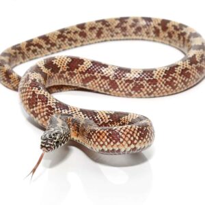 Baby Mosaic Het Hypo Florida Kingsnake For Sale