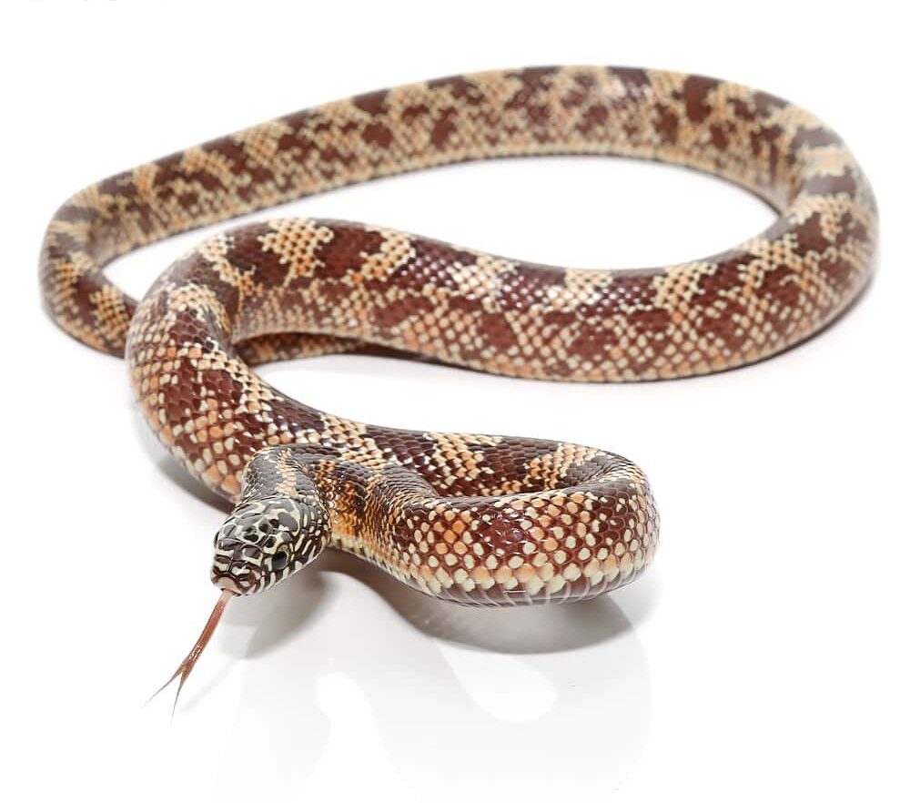 Baby Mosaic Het Hypo Florida Kingsnake For Sale