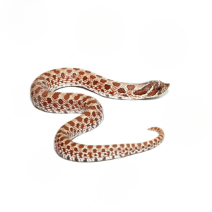 Baby Normal Western Hognose Snake For Sale