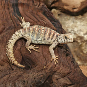 Baby Ornate Uromastyx For Sale