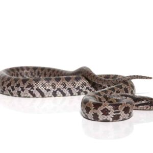 Baby Prairie Kingsnake For Sale