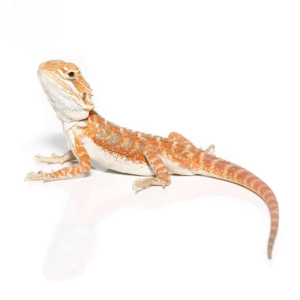 Baby Pumpkin Spice Bearded Dragon For Sale