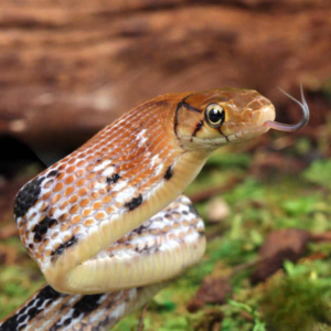 Baby Radiated Ratsnake For Sale