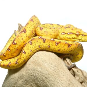 Baby Red Patterned Green Tree Python For Sale