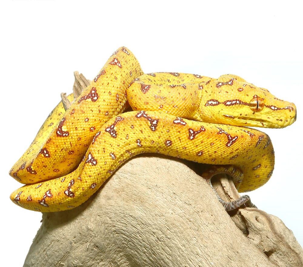 Baby Red Patterned Green Tree Python For Sale