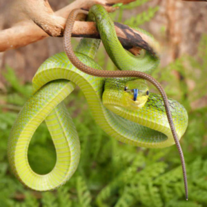 Baby Red Tailed Green Ratsnake For Sale