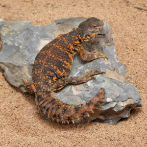 Baby Red Uromastyx For Sale