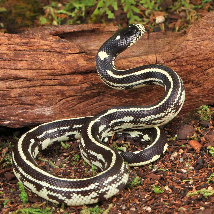 Baby Reverse Striped California Kingsnake For Sale