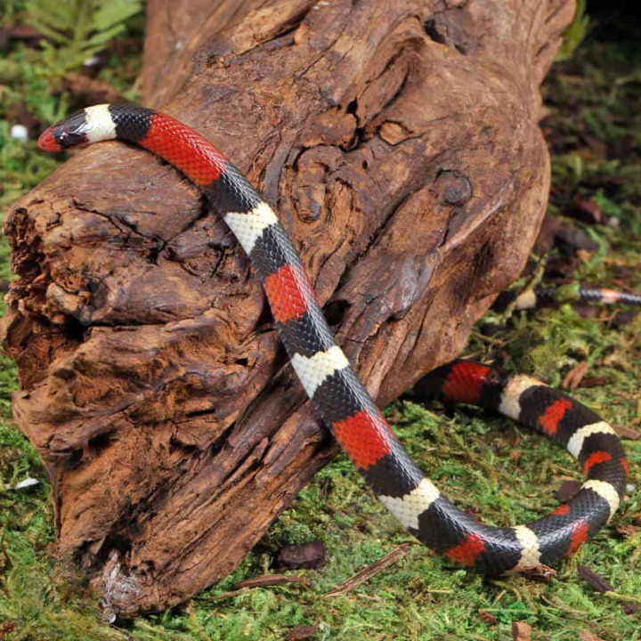 Baby Scarlet Kingsnake For Sale