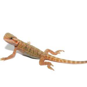 Baby Shortbread Translucent Bearded Dragon For Sale