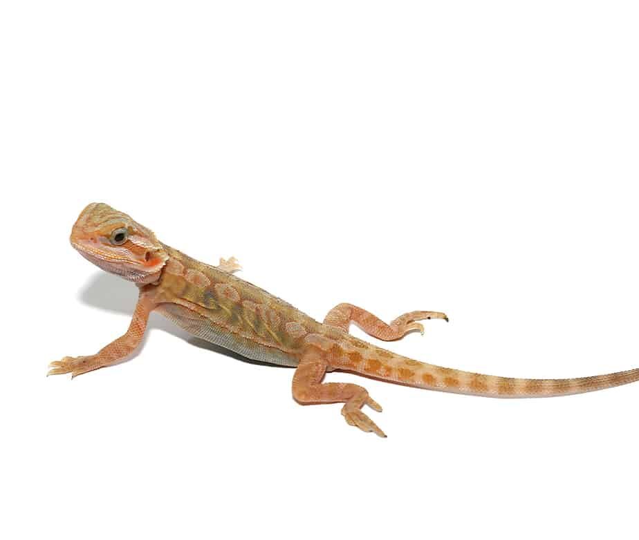 Baby Shortbread Translucent Bearded Dragon For Sale
