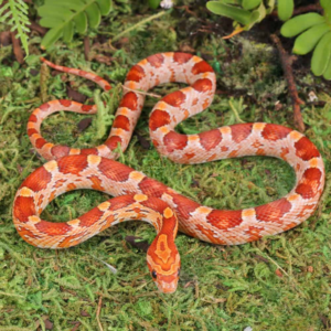 Baby Strawberry Cornsnake For Sale