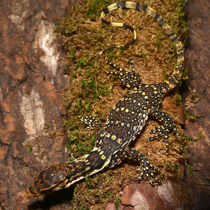 Baby Sumbawa Water Monitor For Sale