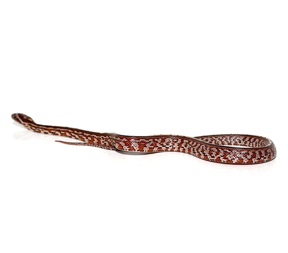 Baby Tessera Het Anery Cornsnake For Sale