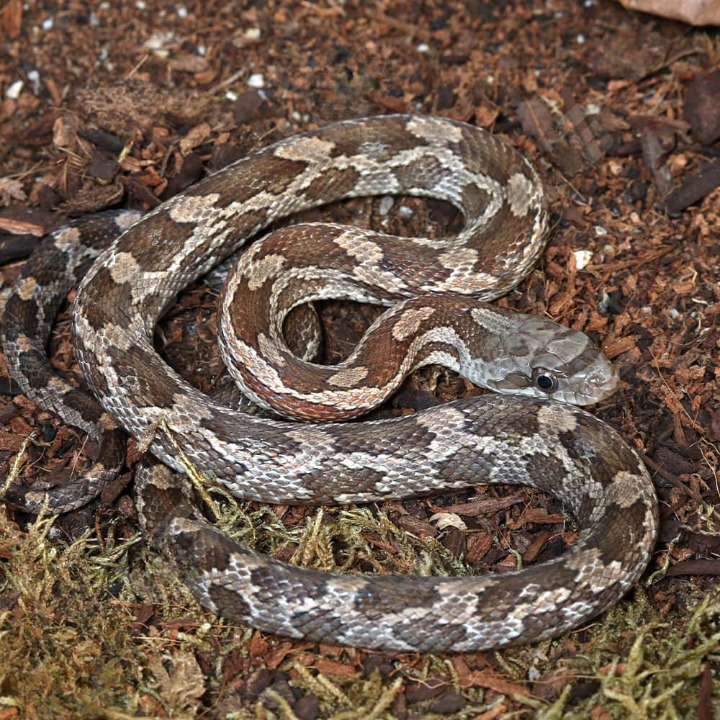 Baby Texas Ratsnake For Sale