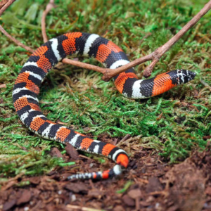 Baby Tricolor Hognose Snake For Sale