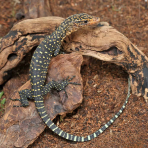 Baby Yellow Quince Monitor For Sale