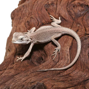 Baby Zero Bearded Dragon For Sale