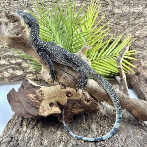 Batanta Island Peach Throat Monitor For Sale