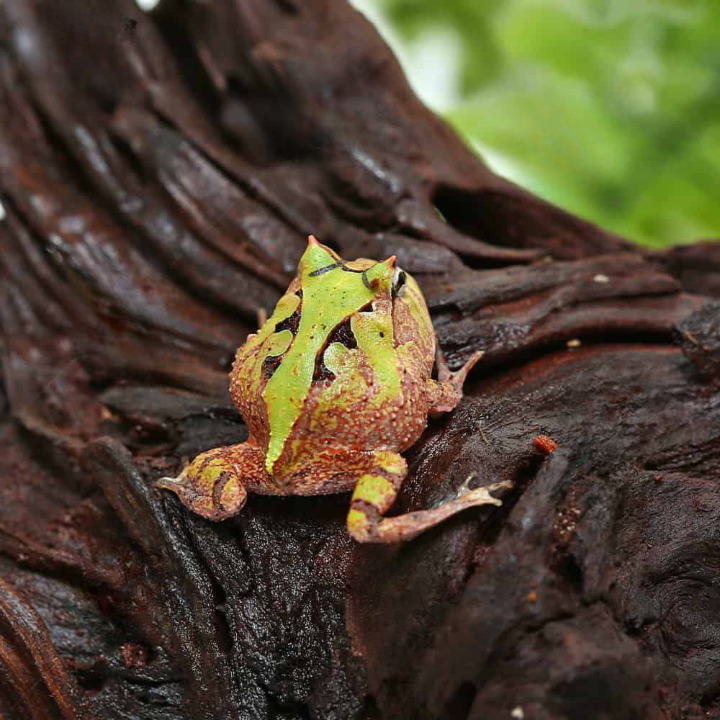 Bi-Color Suriname Horned Frog For Sale