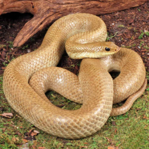 Hognose Snakes For Sale