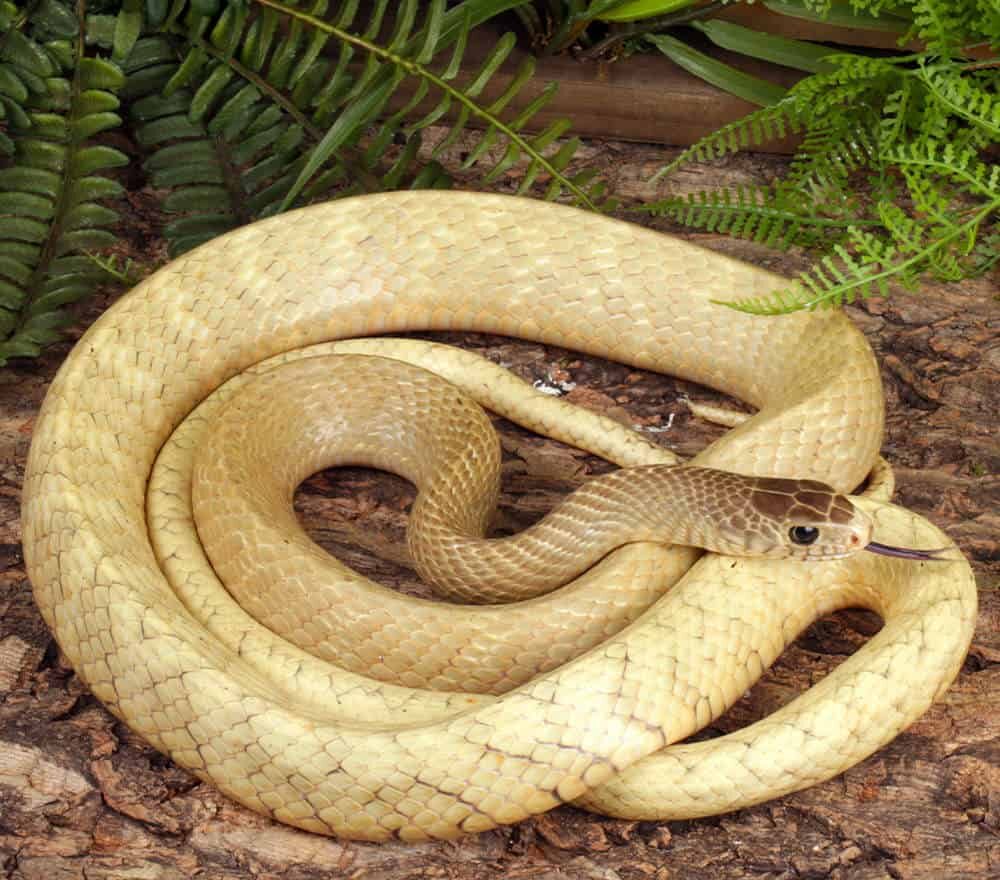 Blonde Indo Chinese Rat Snake For Sale