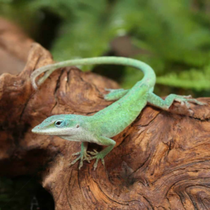 Blue Green Forktail Anole For Sale