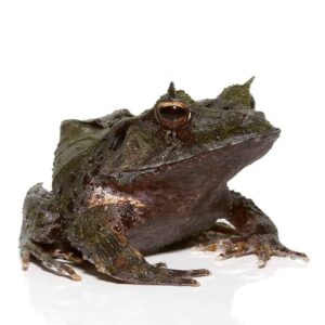 Blue Moss Eyelash Frog For Sale