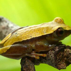 Bolifamba Reed Frog For Sale