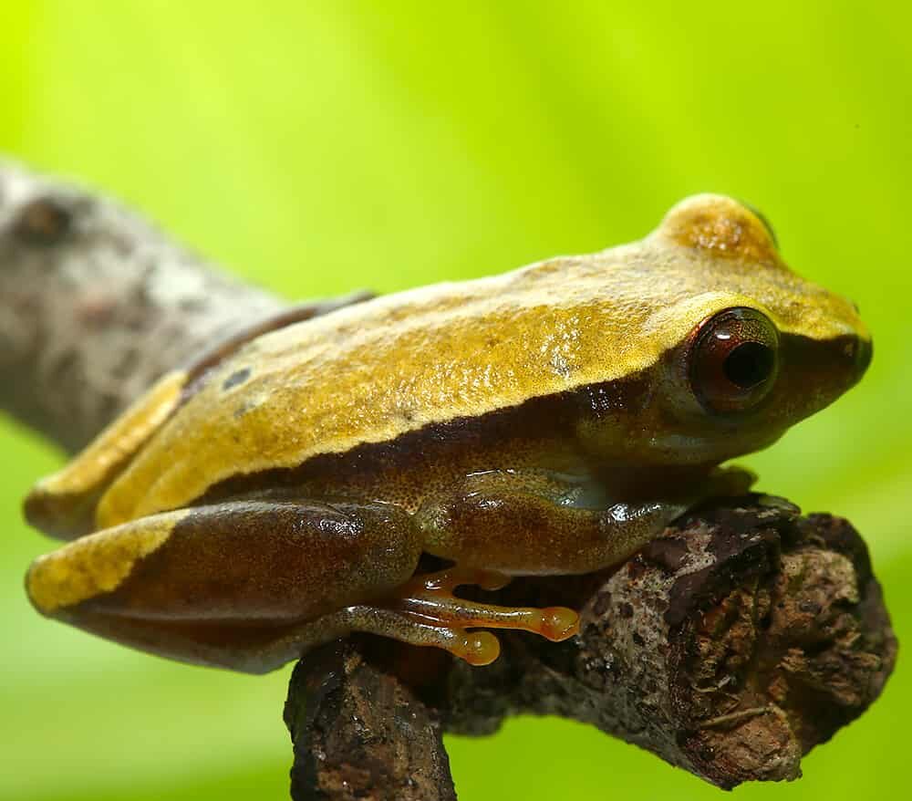 Bolifamba Reed Frog For Sale