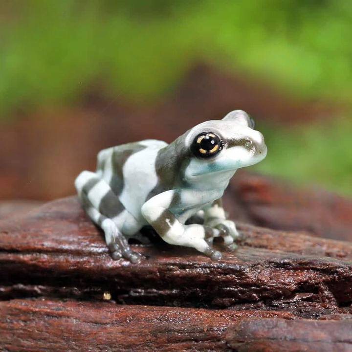 Baby Amazon Milk Frog For Sale