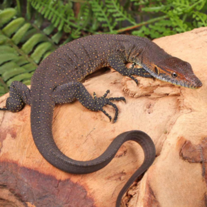 Baby Mertens Water Monitor For Sale