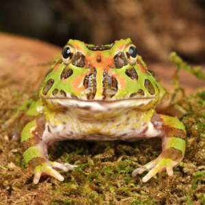 Camo Pacman Frog For Sale