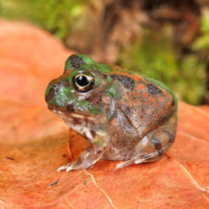 Chaco Horned Frog For Sale